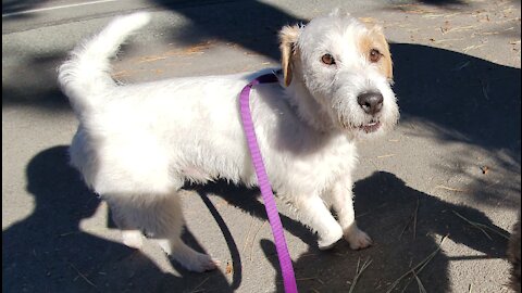 Ares learnt singing with Penny, jack russell terrier with mini schnauzer