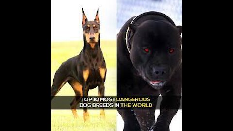Top 10 Most Powerful & Dangerous Dogs in the world//