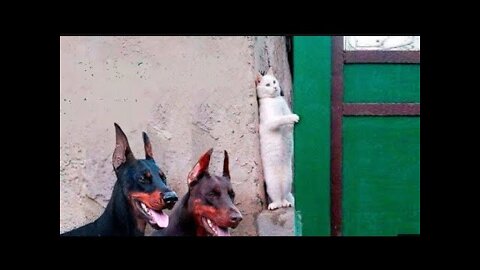 Animals Funniest Moments Caught On Camera.