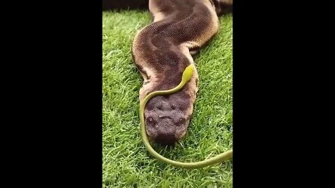 Biggest snake in the world 🐍🔥 #shorts #snake