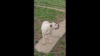 American Bulldog