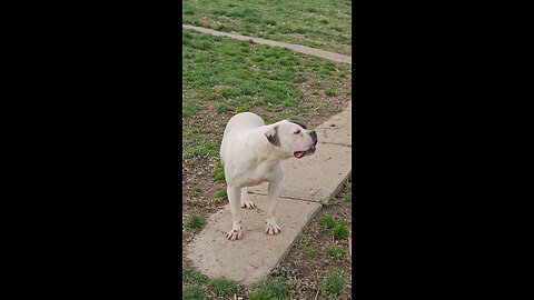 American Bulldog