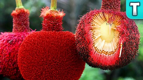 Top 10 Fruits You've Never Heard Of Part 22