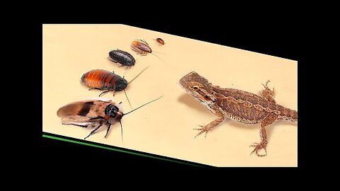 CAN A LIZARD EAT THE LARGEST COCKROACH