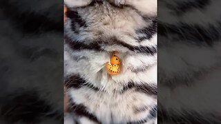 CAT VIDEO