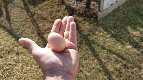 WoW My First Chicken Egg