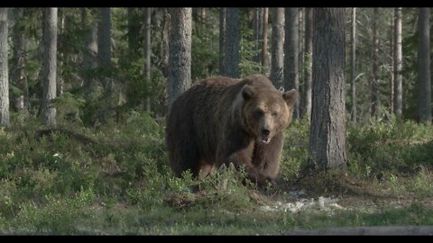 A big brown bear walks in the old forest