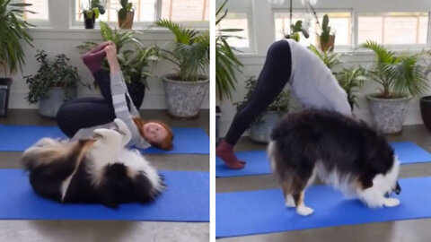 Cute Australian Shepherd Dog Does Yoga With Owner