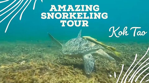 Best Snorkeling in Thailand - Koh Tao 2023 - Amazing All Day Tour