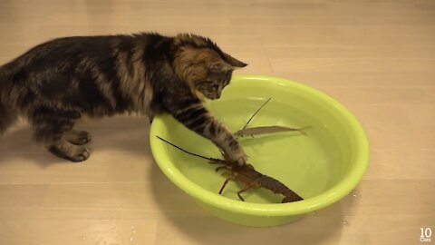 cat playing with lobster
