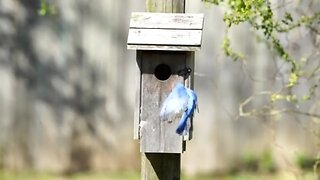Bluebirds making their Nest