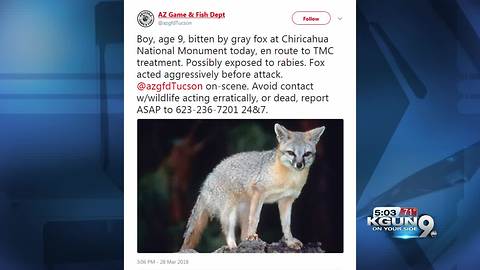 Boy, 9, bitten by possible rabid fox at Chiricahua National Monument