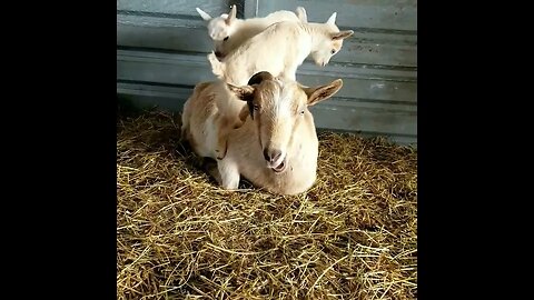 #babygoats #goats #homesteading #homestead #farm #farmanimals #farmlife