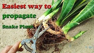 Snake plant propagation | Snake plant propagation from roots tutorial