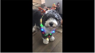 Wraggles the Dog gets into the holiday spirit