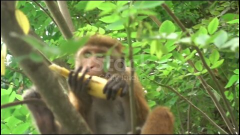 Monkey 🐒🐵🐒🐵 Funny 😂😂🤣🤣 Video
