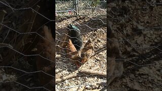 Happy Chickens Eating Black Soldier Fly Larvae Treats