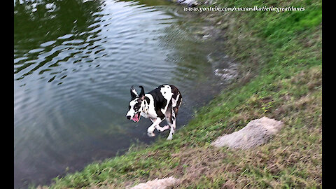 Playful Great Danes Loves To Race Around The Water's Edge
