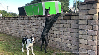 Great Danes peer over fence during security patrol