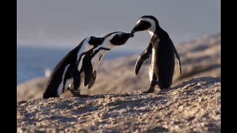 Il pinguino, animale affascinante