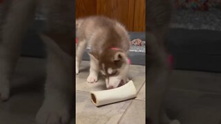 Ginger The Husky: Talking To Her Bone Filled Treat