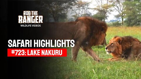 Safari Highlights #723: 8 & 9 September 2022 | Lake Nakuru/Zebra Plains | Latest Wildlife Sightings