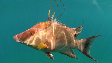 Spearfishing Key Largo - Black Grouper & Hogfish Catch N' Cook