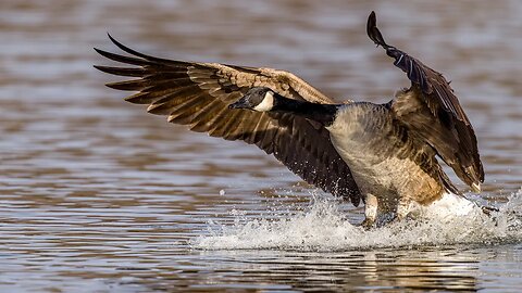 Canada Goose Landing on Pond, Sony A1/Sony Alpha 1, 4k