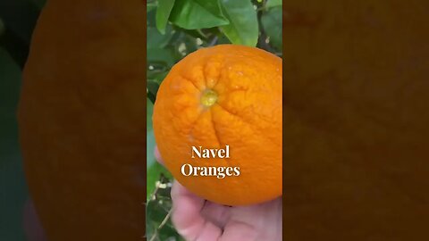 Arizona Citrus 🍊 Harvest