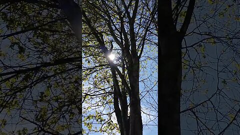 Sun 🌞 through tree🌲 on a sunny 🌞day 🌞 #nature #sun #tree #sky #beautiful #farm #homestead #relaxing