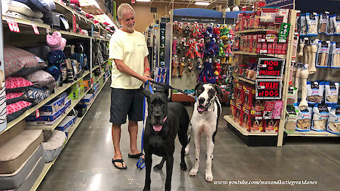 Great Danes have fun in toy aisle of the pet store