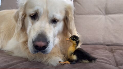Cute Baby Duckling Thinks the Golden Retriever is his Mother