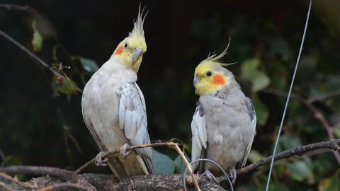 Relaxing Music For Cockatiels And Sleep