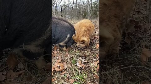 KuneKune boars fighting. It’s like they’ve never met! #shorts