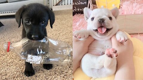 Omg! Cute Puppies Doing Funny Things