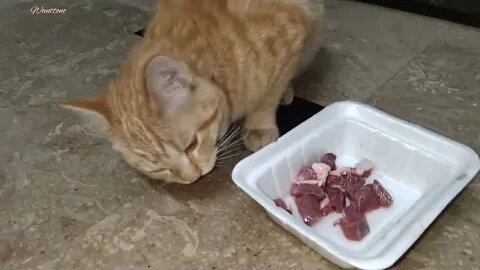 Cat tried so Hard to eat it