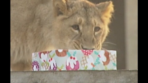 Animals Open Christmas Presents