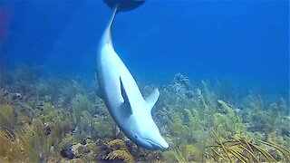 Wild dolphin swims up to scuba diver and invites him to play in the soft coral