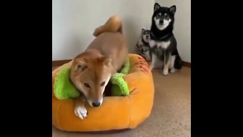 Dogs friendship so cool 😄 lovely video of all time