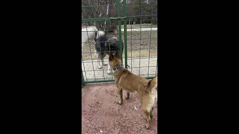 Tora blegianmalinois playing love dog the best friends