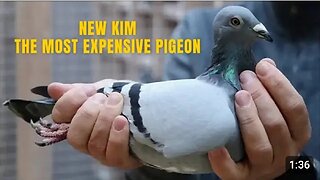 THE MOST EXPENSIVE PIGEON _ NEW KIM BRED BY GASTON VAN DE WOUWER