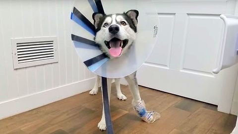 Poor Siberian Husky Got an Accident, Wearing a Cone for the First Time.