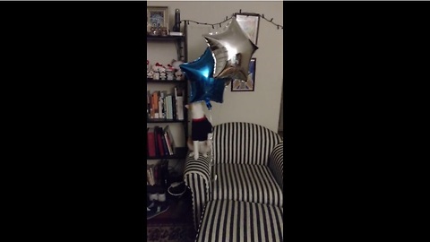 Cat plays with balloons just like a child