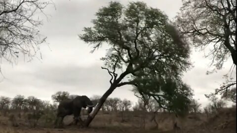 Elephant bull shows incredible strength when he pushes over large tree