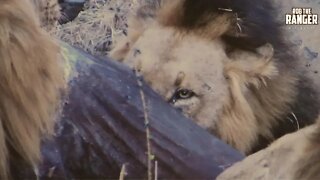 Mapogo Lion Coalition With A Buffalo | Archive Footage