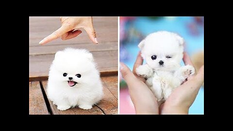 Cute Puppies 😍