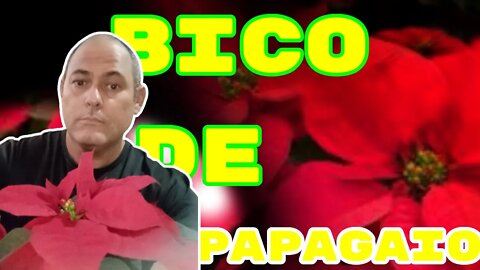 Bico de Papagaio planta - Poinséttia