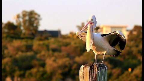 Incredible Australian Wildlife