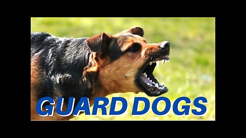 DOGS BARKING |Angry Dogs | Real Guard Dogs | Defending You