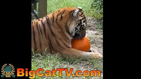 It's Pumpkin Time for Tigers and Servals!